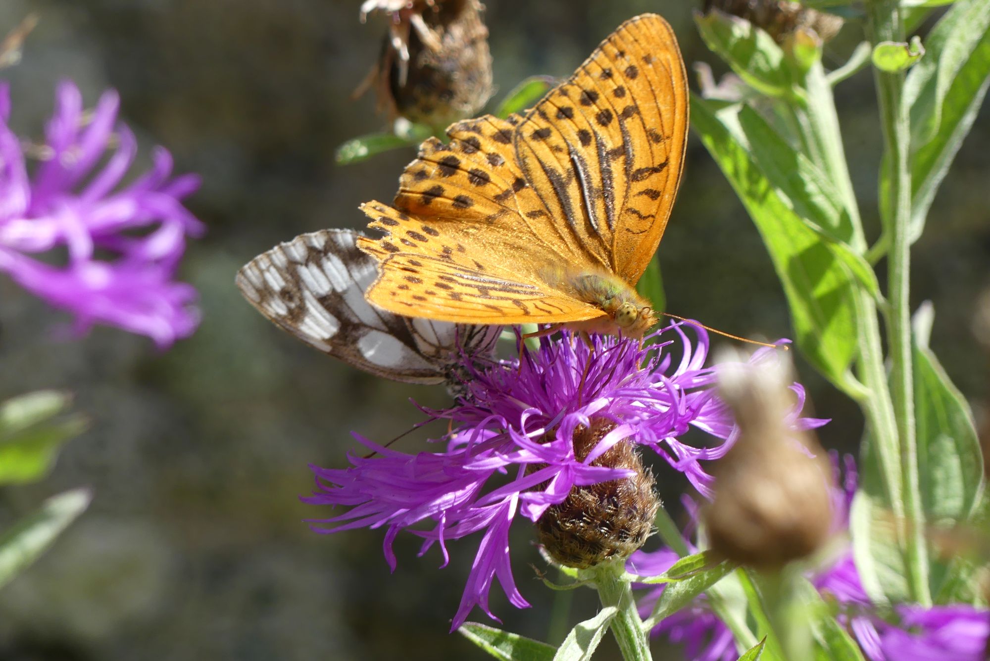 papillon